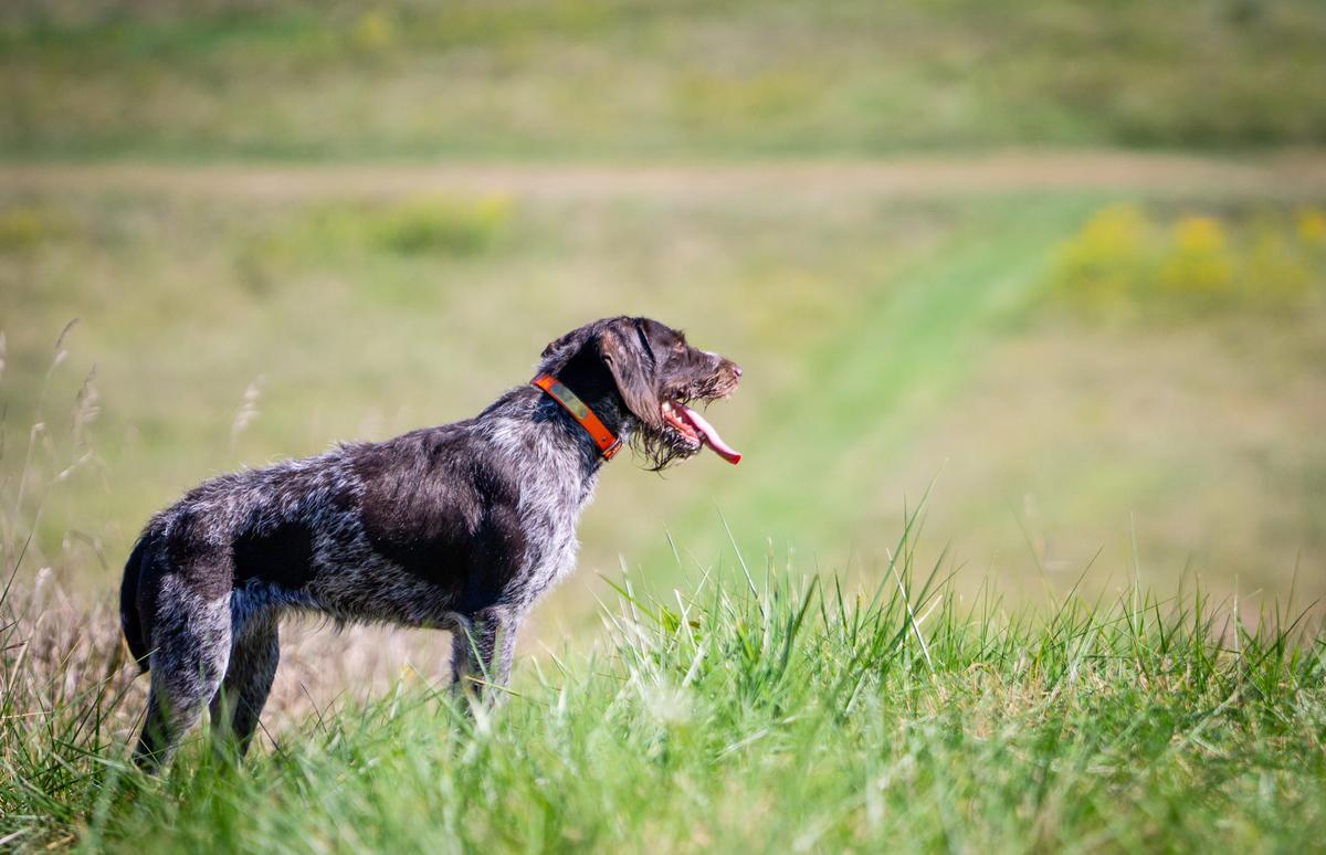 A wirehaired pointing dog panting in tall grass