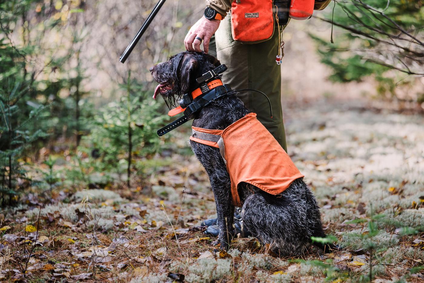 A wirehaired pointing dog sitting in the moss, her handler's hand on her head
