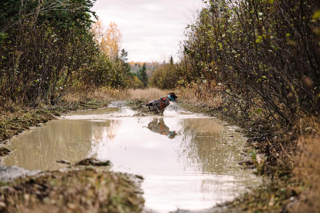 A dog crossing a puddle on a wet logging road, reflected in the water